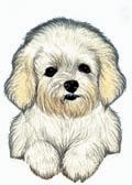 Bichon Puppy